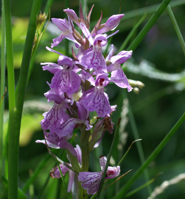 Dactylorhiza maculata x praetermissa Sorrus 170607 (10)