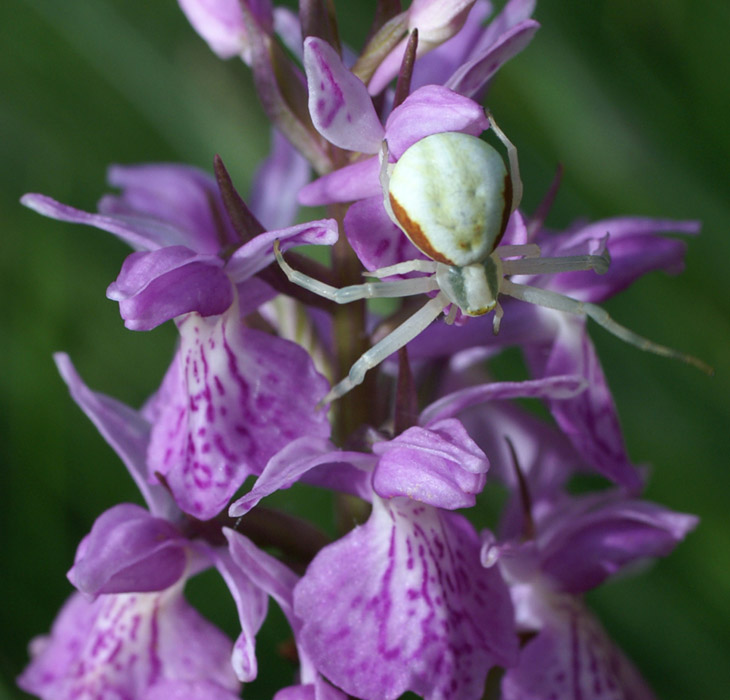 Dactylorhiza maculata x praetermissa Sorrus 170607 (12)