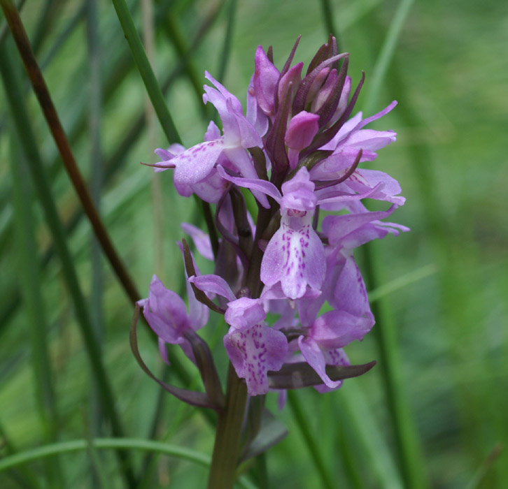 Dactylorhiza praetermissa Sorrus 170607 (3)