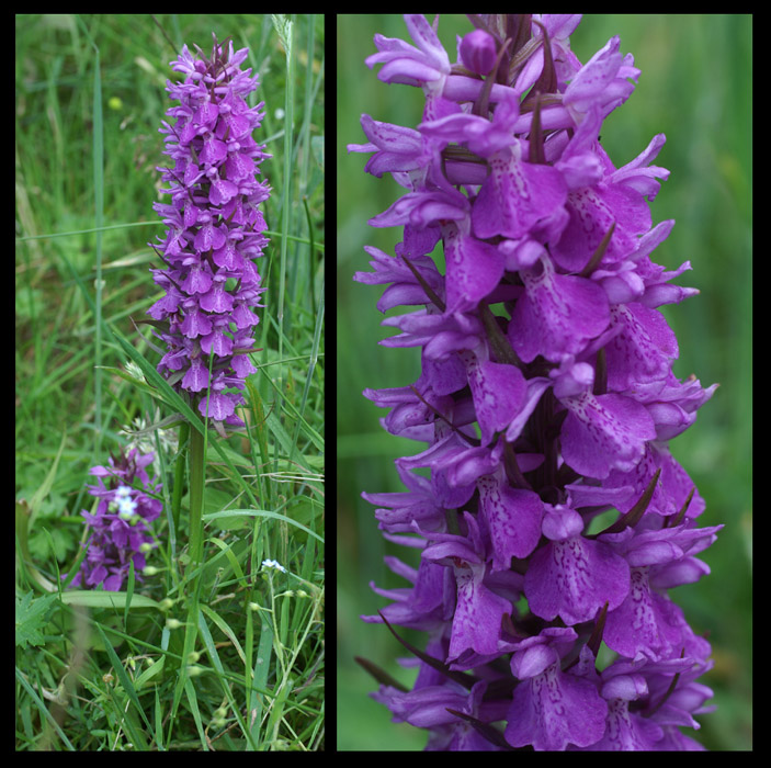 Dactylorhiza praetermissa Sorrus 170607