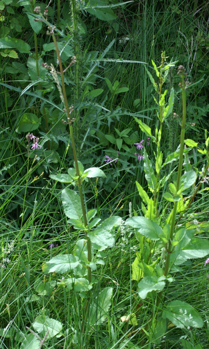 Scrophularia auriculata Sorrus 170607 (13)