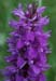 Dactylorhiza praetermissa Sorrus 170607 (2)