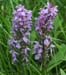 Dactylorhiza praetermissa Sorrus 170607 (4)