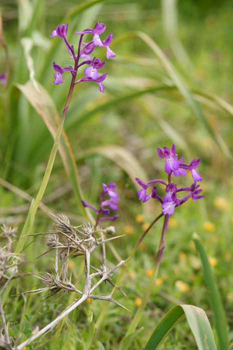Anacamptis boryi Spilli 220411 (142)