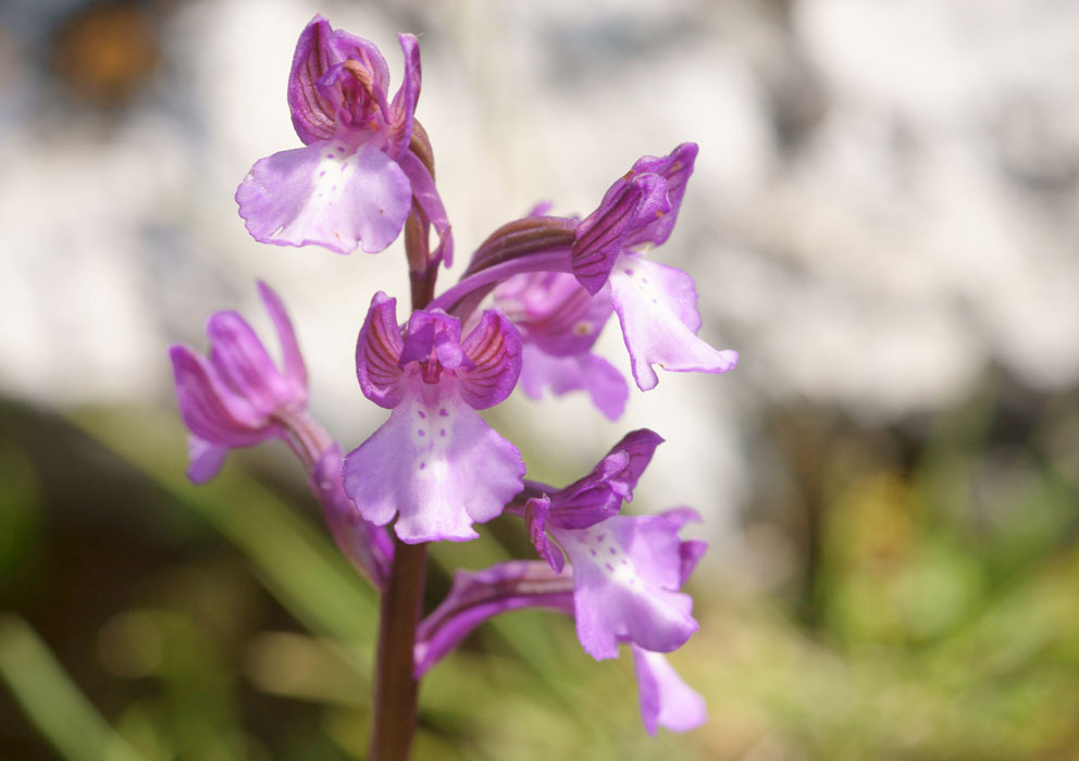 Anacamptis boryi Spilli 220411 (182)