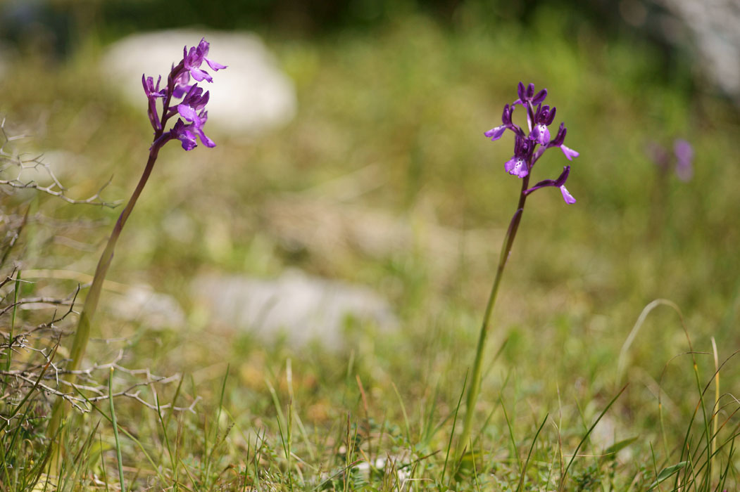 Anacamptis boryi Spilli 220411 (207)