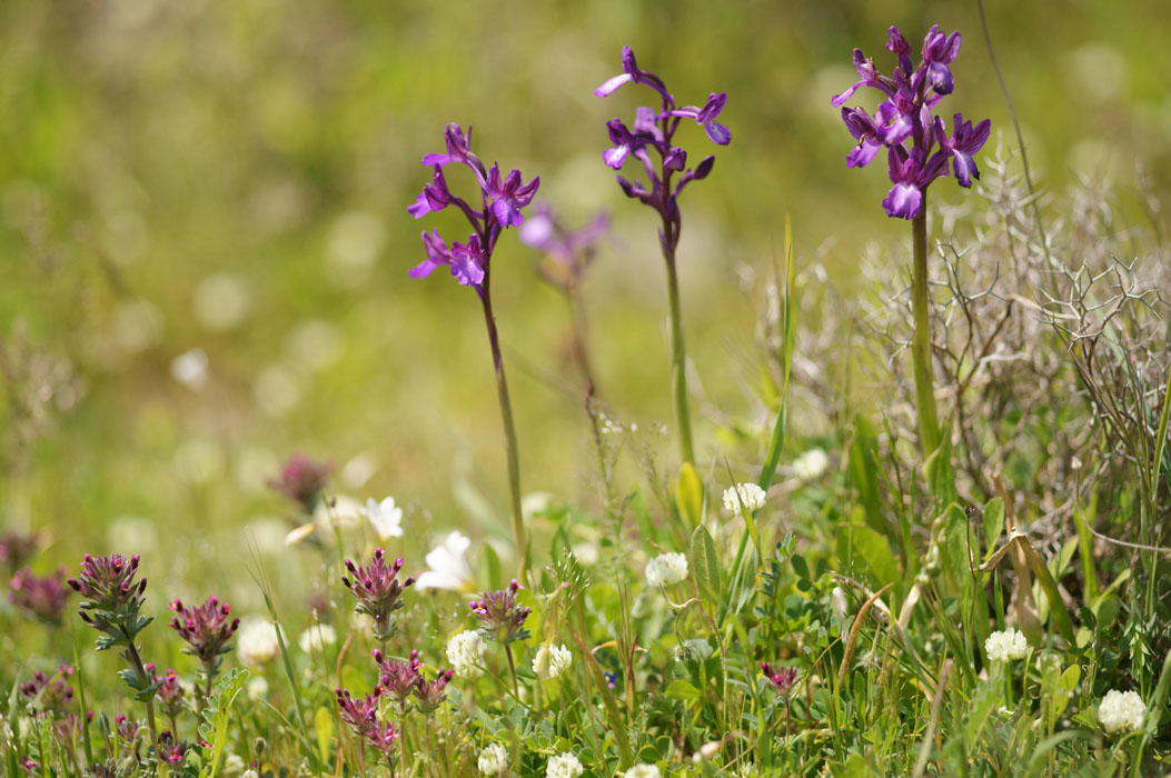 Anacamptis boryi Spilli 220411 (208)