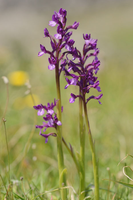 Anacamptis boryi Spilli 220411 (219)