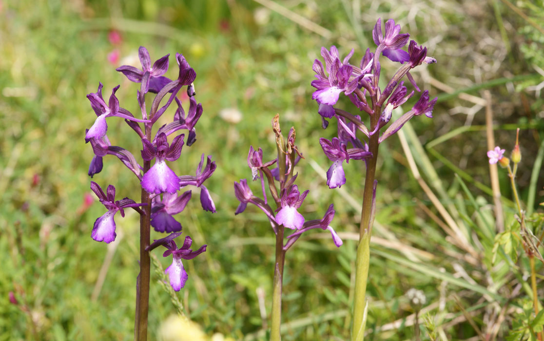 Anacamptis boryi Spilli 220411 (296)