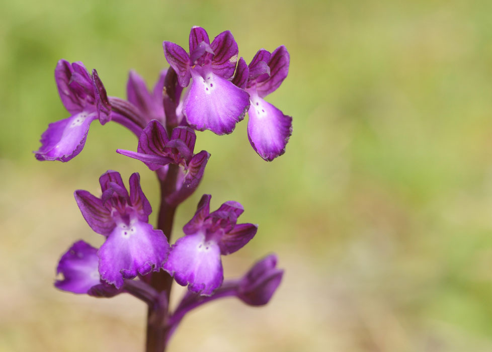 Anacamptis boryi Spilli 220411 (94)