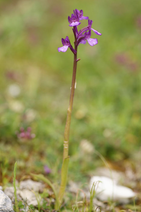Anacamptis boryi Spilli 220411 (95)