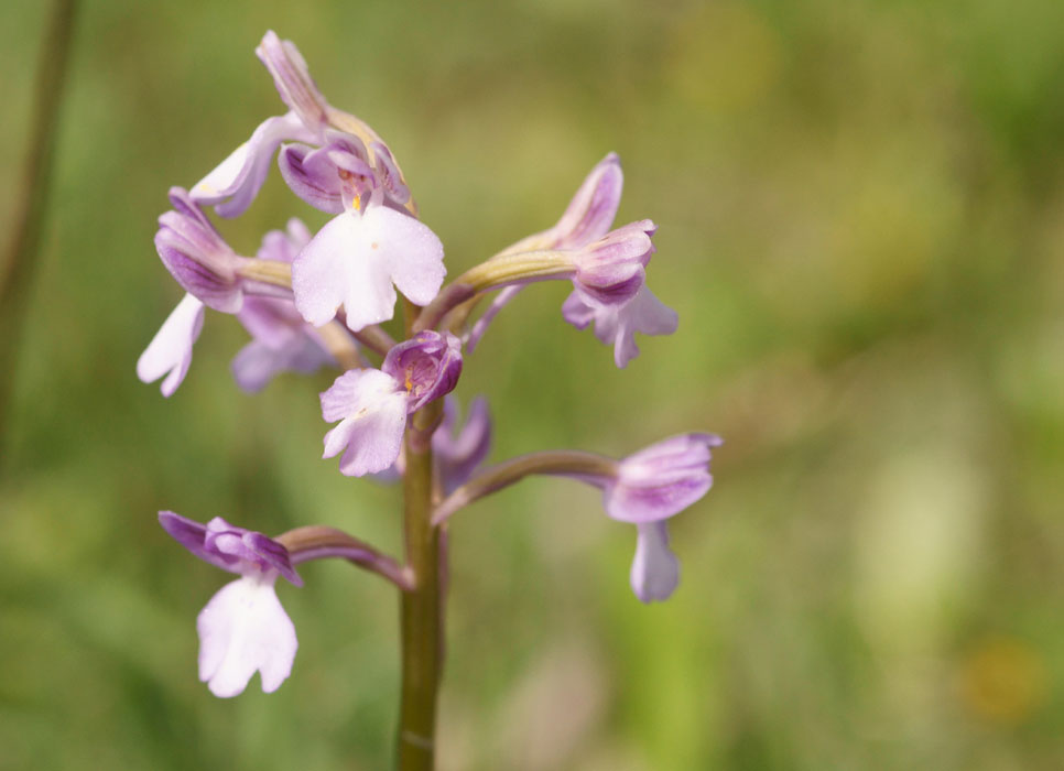 Anacamptis boryi hypochrome Spilli 220411 (300)