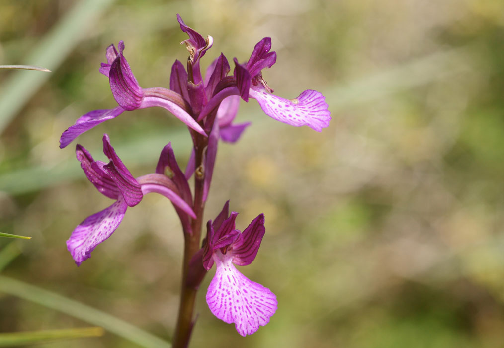 Anacamptis boryi x papillonacea Spilli 220411 (280)