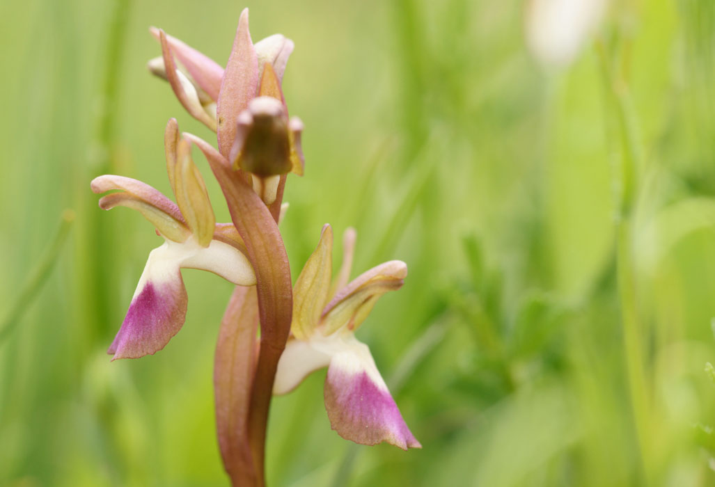 Anacamptis collina Spilli 220411 (12)