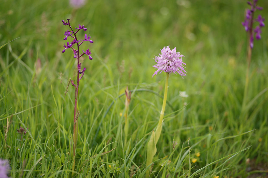 Anacamptis laxiflora & Orchis italica Spilli 220411 (25)