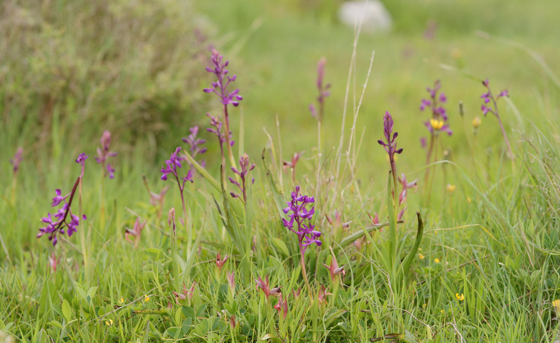 Anacamptis laxiflora & Serapias lingua Spilli 220411 (34)