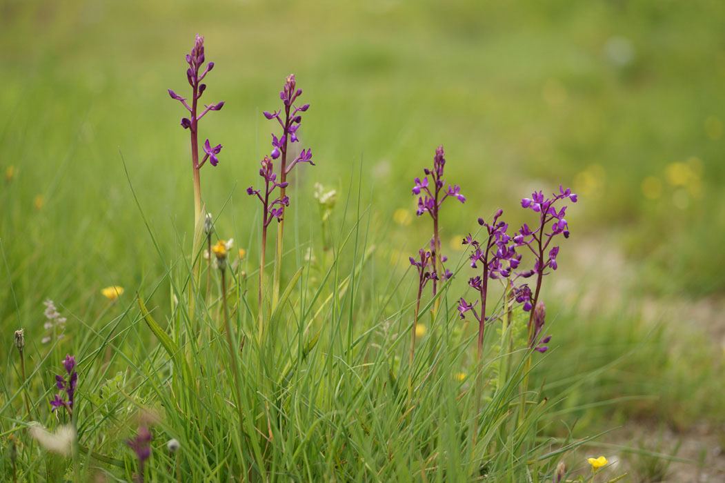 Anacamptis laxiflora Spilli 220411 (40)