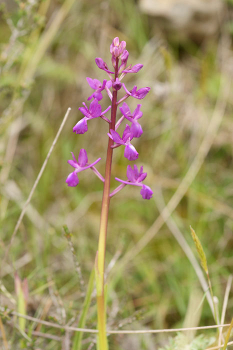 Anacamptis laxiflora Spilli 220411 (6)