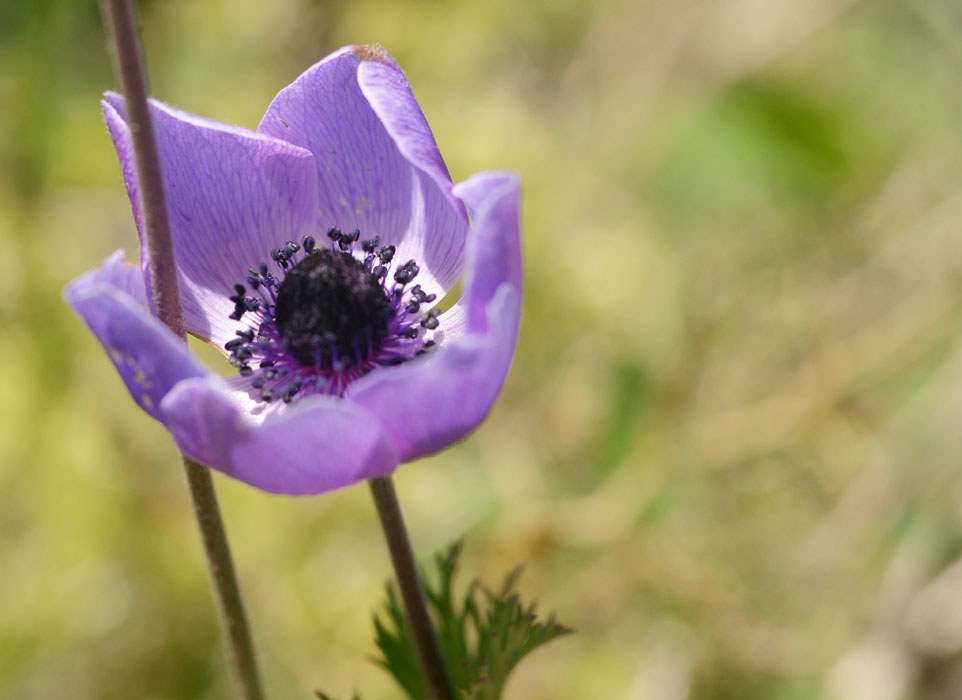 Anemone coronaria Spilli 220411 (196)