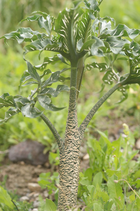 Dracungulus vulgaris Spilli 220411 (8)