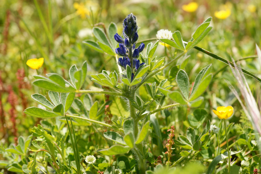 Lupinus pilosus Spilli 220411 (210)