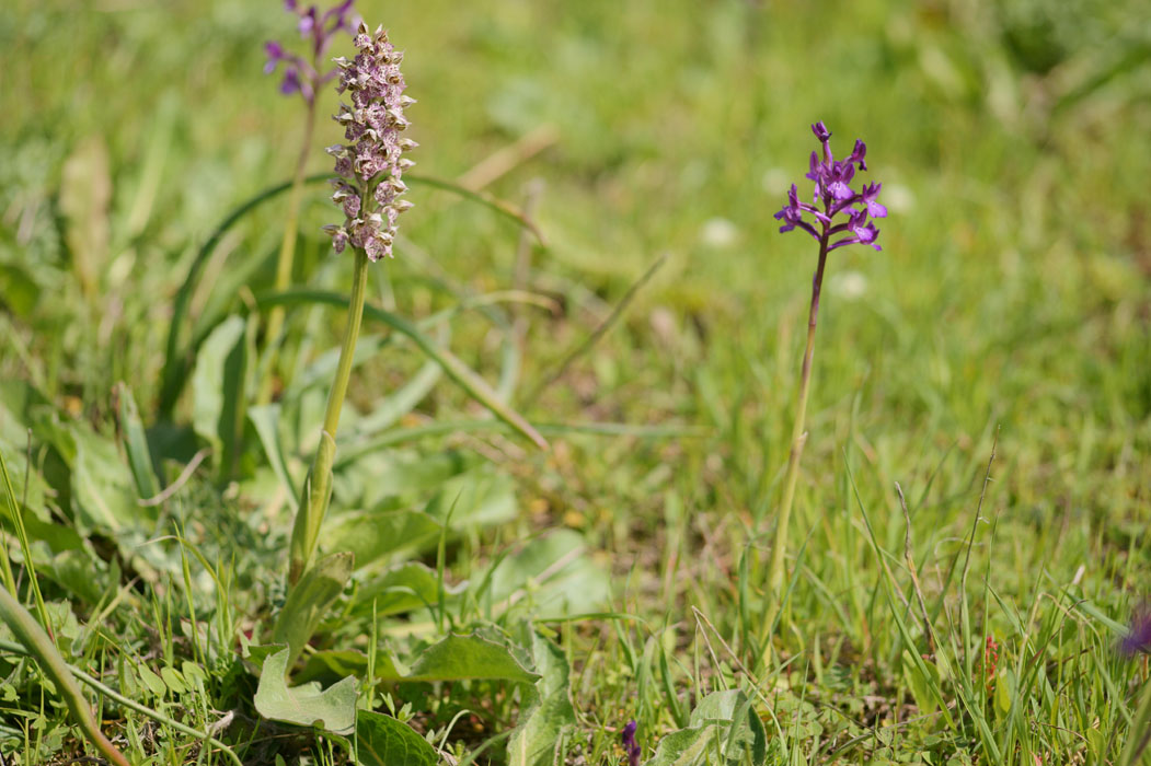 Neotinea lactea & Anacamptis boryi Spilli 220411 (290)