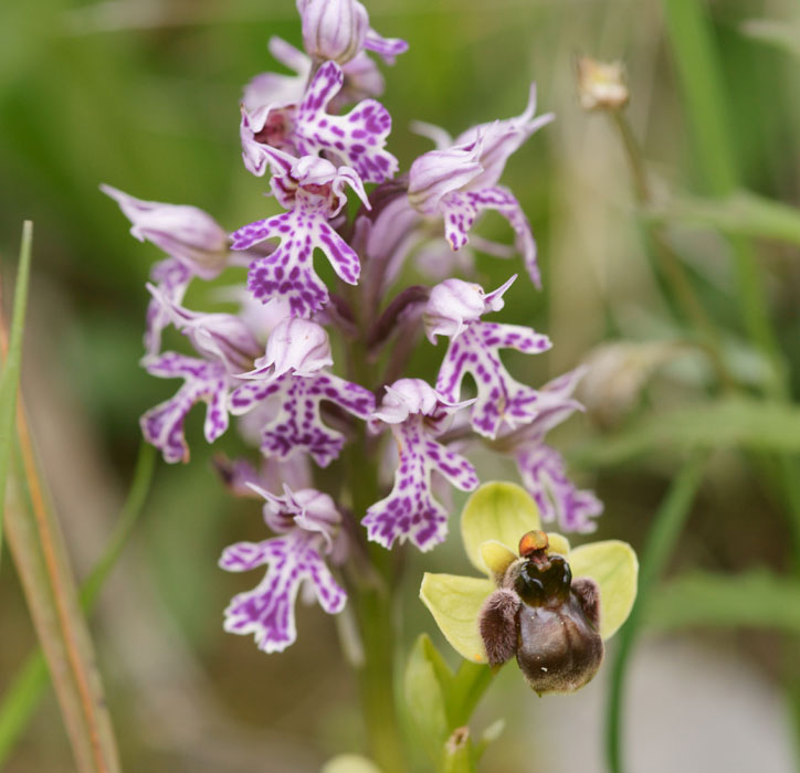 Neotinea lactea & Ophrys bombyliflora Spilli 220411 (139)
