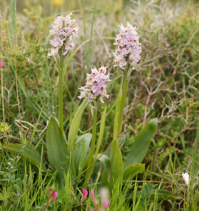 Neotinea lactea Spilli 220411 (117)