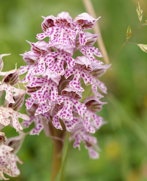 Neotinea lactea Spilli 220411 (138)