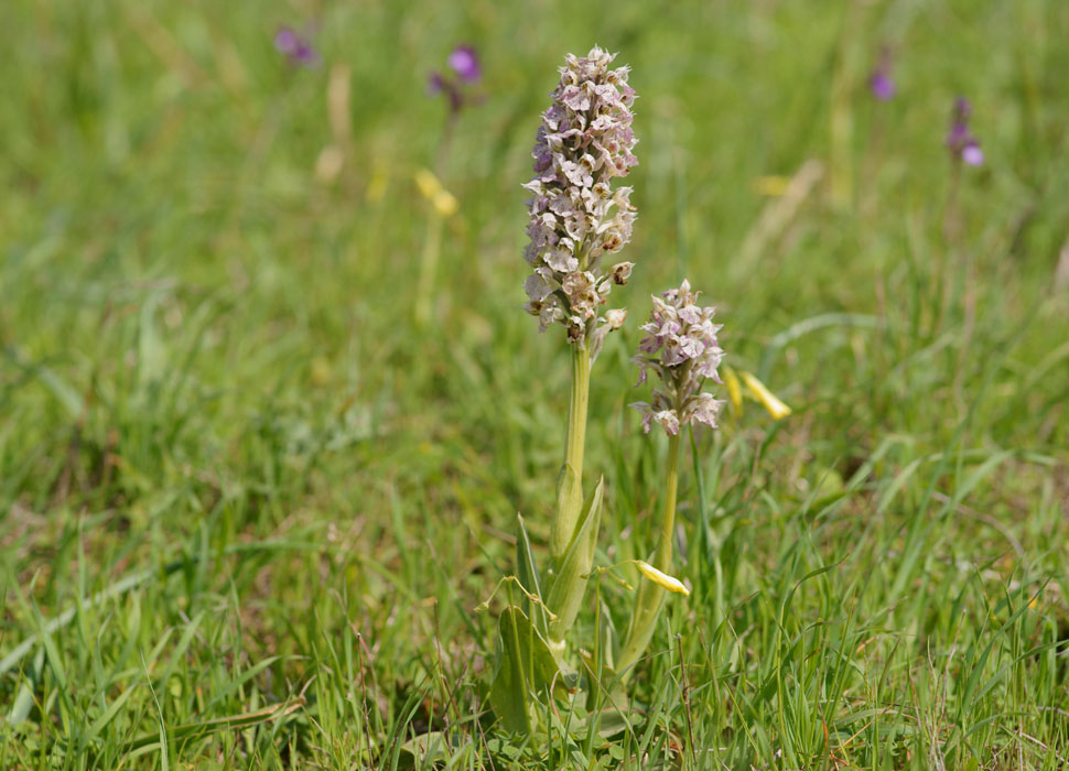 Neotinea lactea Spilli 220411 (289)