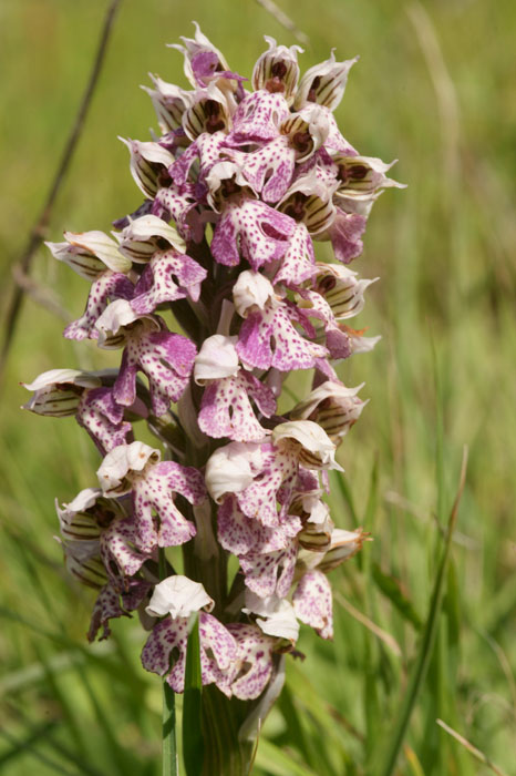 Neotinea lactea Spilli 220411 (292)