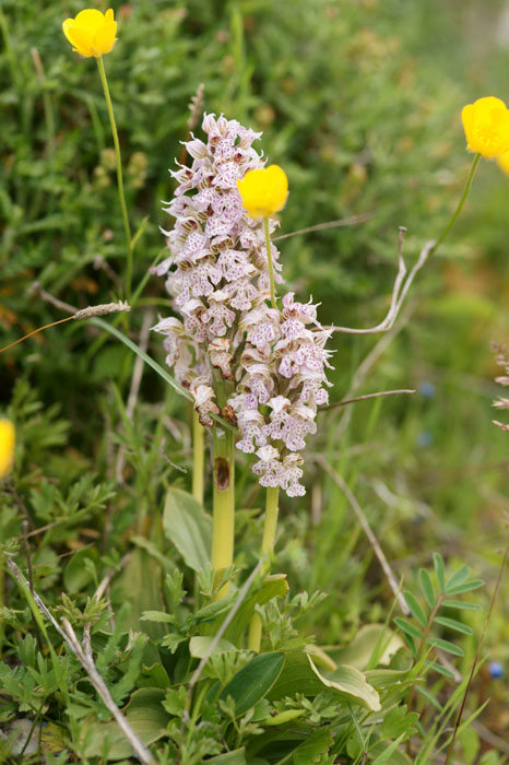 Neotinea lactea Spilli 220411 (92)