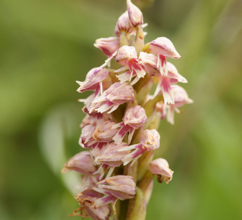 Neotinea maculata Spilli 220411 (146)