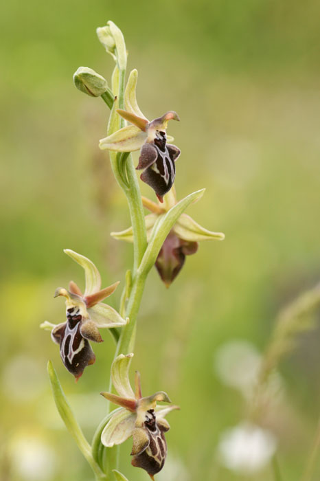 Ophrys ariadnae  Spilli 220411 (11)