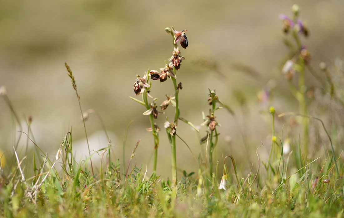 Ophrys ariadnae  Spilli 220411 (248)
