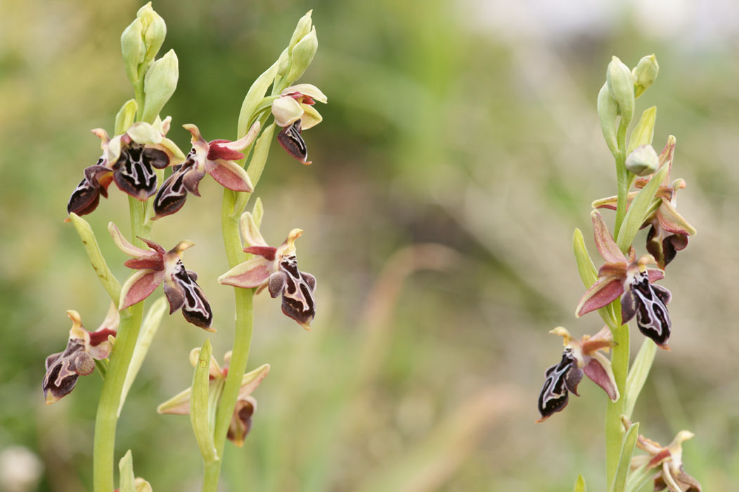 Ophrys ariadnae  Spilli 220411 (86)