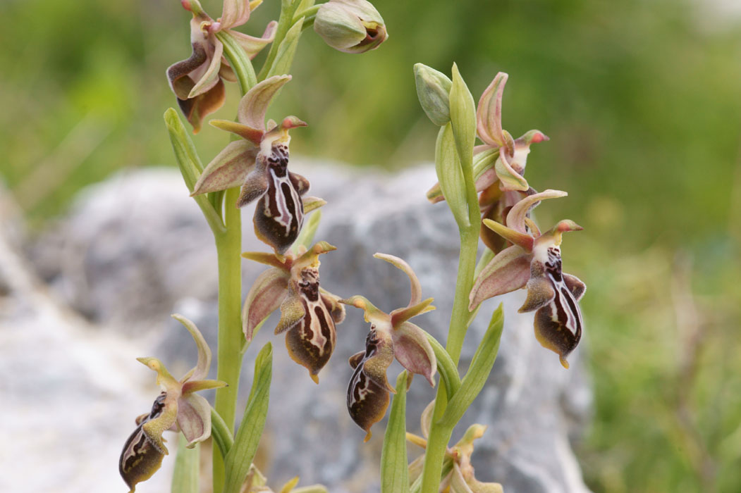 Ophrys ariadnae  Spilli 220411 (88)