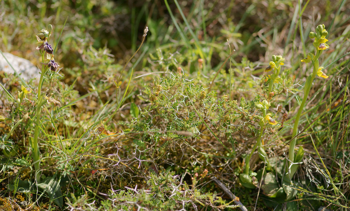 Ophrys ariadnae & sicula Spilli 220411 (260)