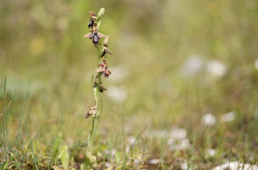 Ophrys ariadnae Spilli 220411 (242)