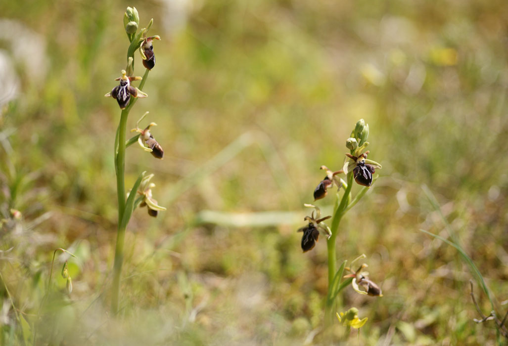Ophrys ariadnae Spilli 220411 (265)