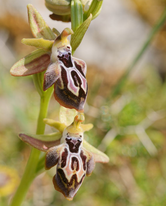 Ophrys ariadnae Spilli 220411 (267)