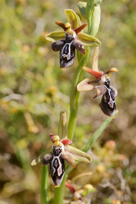 Ophrys ariadnae Spilli 220411 (268)