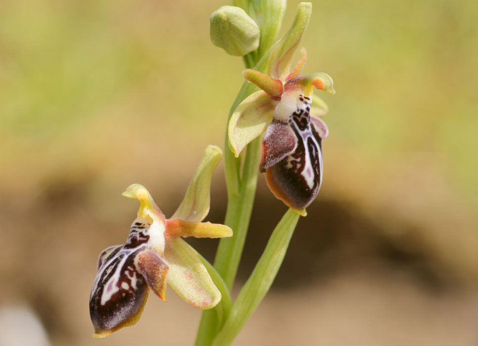 Ophrys ariadnae Spilli 220411 (271)