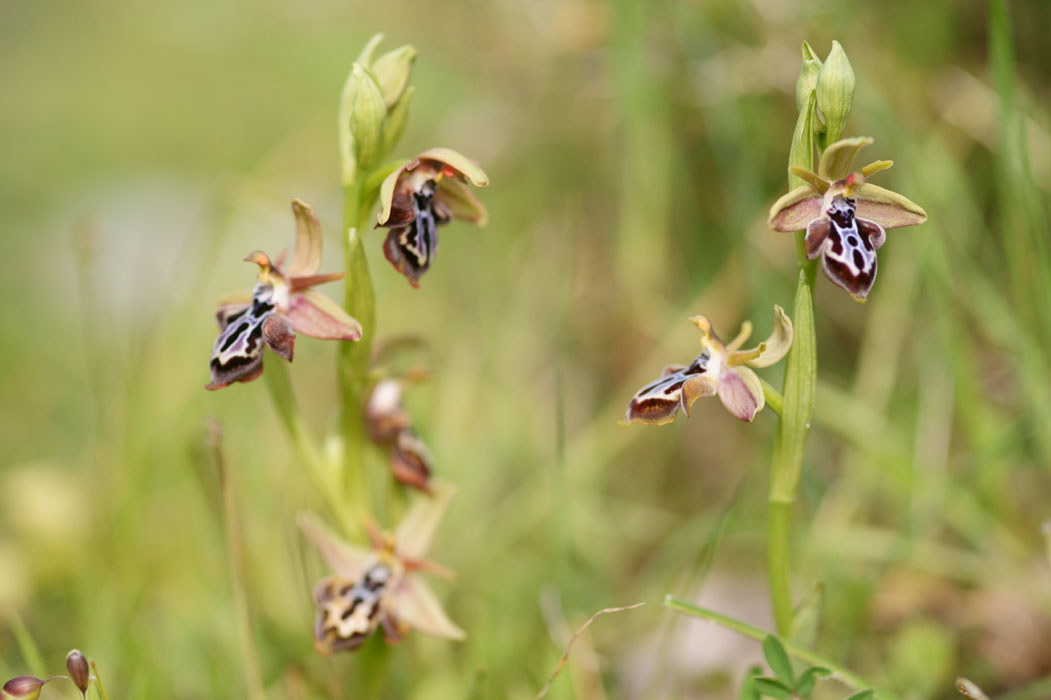 Ophrys ariadnae Spilli 220411 (325)