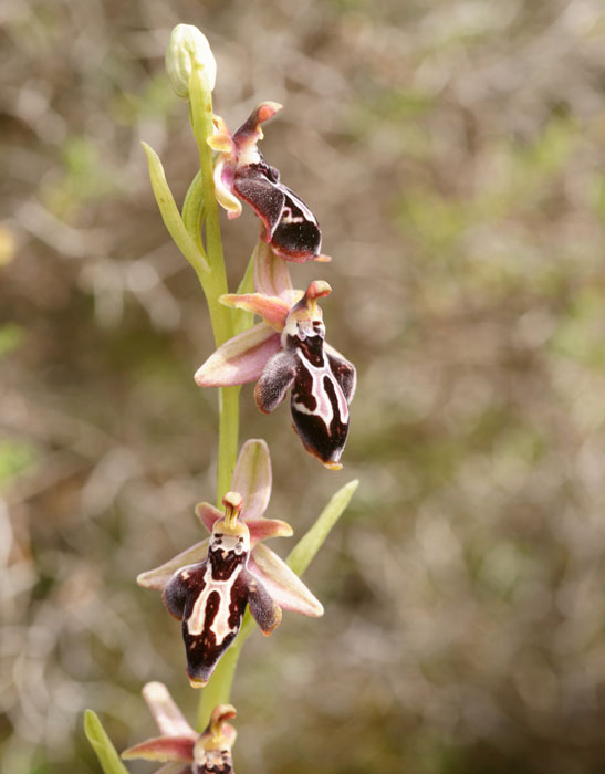 Ophrys ariadnae Spilli 220411 (68)