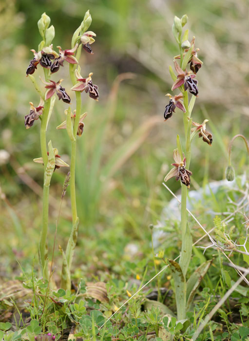 Ophrys ariadnae Spilli 220411 (85)