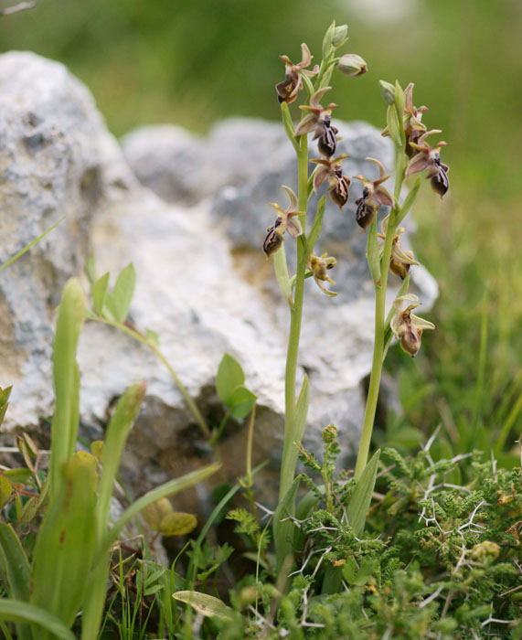 Ophrys ariadnae Spilli 220411 (89)