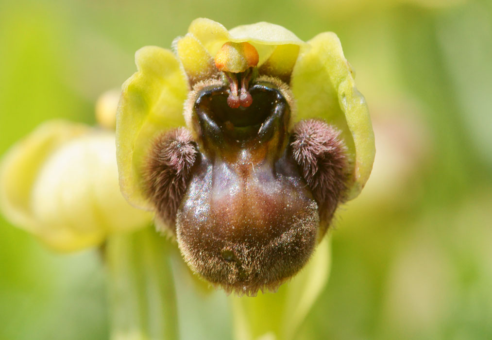 Ophrys bombyliflora Spilli 220411 (100)