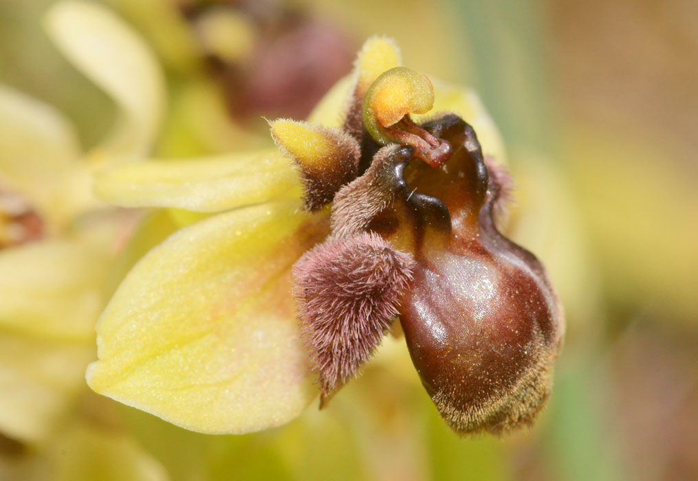 Ophrys bombyliflora Spilli 220411 (101)