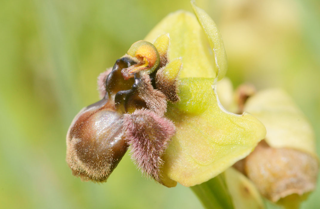Ophrys bombyliflora Spilli 220411 (102)